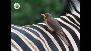 PICABUEY PIQUIGUALDO  (Buphagus africanus)