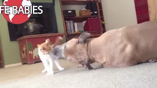 KING CAT   FEARLESS Cats Who Are Totally Badass Will Amaze You Life Babies