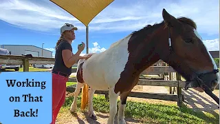 Horse Massage the Back Fanny the Gypsy Vanner Part 2