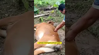 Peternakan sapi mengalami kembung