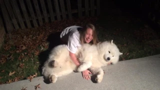 Stubborn Samoyed-Trying to get Cody in from the cold at bedtime.