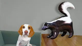 Puppy vs Skunk Invasion Prank! Cute Puppy Dog Indie Surprised by Skunks