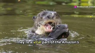 River Giants: Meeting Peru's Spectacular Freshwater Fish! #animal2024