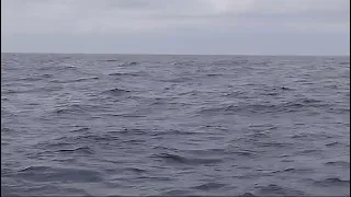 Ballena en el mar de Perú