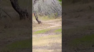 300 yard shot on a big nilgai antelope. Did I get him? #nilgai #hunting #texas