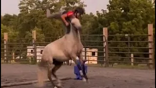 Horse fails and falls (11)