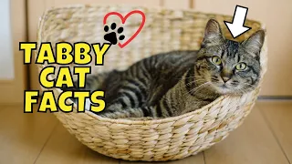 10 Fun Facts About Tabby Cats