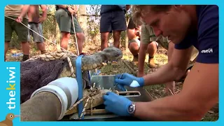 Vet pulls 3 teeth out of crocodile and finds the worst
