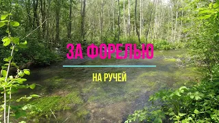 #344 | За дикой форелью | Нахлыст  Спиннинг |