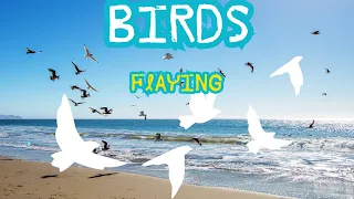 Birds Soaring Above the Sea ||  Hundred Birds FLAYING over the sea at sunset.#birdsflying .