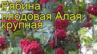 Рябина плодовая Алая крупная. Краткий обзор, описание характеристик, где купить саженцы