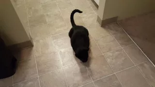 Our cat Obi shows off his mad skills with tricks "Up" & "Catch"!