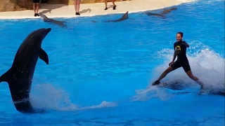 Best moments Loro Parque Dolphins Show (Tenerife)