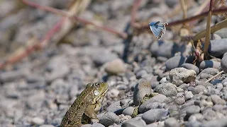 Frog trying to catch a blue butterfly (funny) / Frosch versucht einen Bläuling zu fangen (lustig)