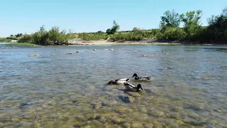 Pato Azulón en el río Ebro