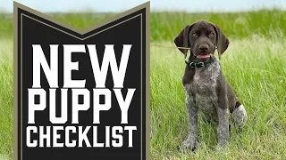 5 Things You Need To Do With A New Puppy