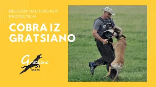 Belgian malinois IGP1 Protection. Cobra iz Gratsiano