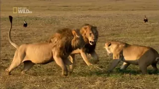 Lions attack! Lionesses defend their cubs against intruding