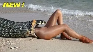 Most Amazing Wild Animals Attacks #2 - Giant anaconda - Python snake kills
