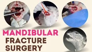 Cat Mandibular fracture repaired with plating || Animalia Dot Pk