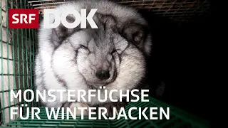 Pelz  an Winterjacken – Das Leiden von Polarfuchs und Marderhund in Finnland | Reportage | SRF