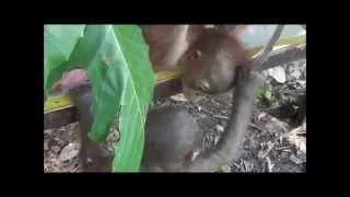 Baby orangutan Budi meets another orangutan for the first time.