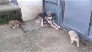 Mom protects her puppies from dad