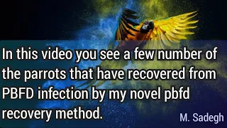 a few number of parrots before, during and after pbfd treatment recovery