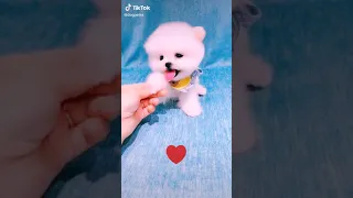 Chó phốc mini siêu dễ thương