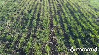 Огляд озимої пшениці 2021.