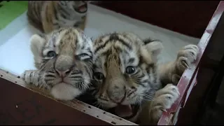 Chinese Siberian Tiger Park Sees Birth Boom of Cubs