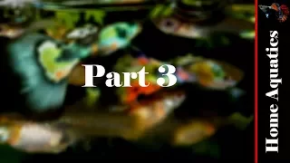 Things To Know When Keeping Guppies -   Part 3