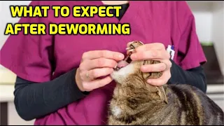 How Long After Deworming Will My Cat Feel Better?
