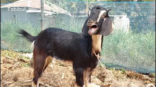 Goat Sound, Wonderful Few Goat Sound Baa Baa In Village Rosulpur