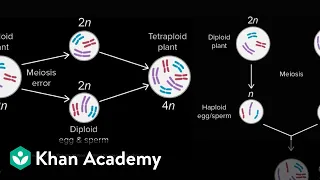 Allopatric and sympatric speciation | Biology | Khan Academy