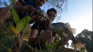 Bass love top water frogs
