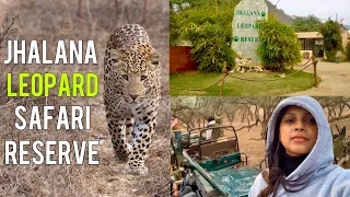 Jhalana Leopard 🐆 Safari Park | RANA - Prince of Jhalana 👑 | Jaipur, Rajasthan | #jhalana #safari