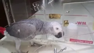 African Grey Parrot smartest
