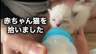 赤ちゃん猫を保護しました！　#子猫 #保護猫