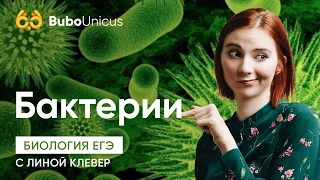 Бактерии | БИОЛОГИЯ ЕГЭ | Лина Клевер