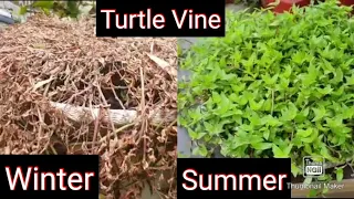 Turtle Vine -After watching this video you will never throw this plant. Amazing life cycle