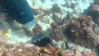 Eastern Blue Groper, Achoerodus viridis