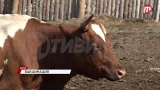 В Бурятии стартовала вакцинация крупного рогатого скота