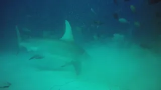 Greate Hummerhead and spinner-shark, Maldives// Гигантская акула-молот , Мальдивы