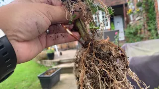 Rose Propagation Experiment Part 2 How to Grow Roses From Cuttings | Own Root Roses | Rose cuttings