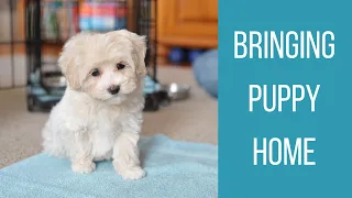 BRINGING HOME OUR MALTIPOO PUPPY | Puppy's First 3 Days at Home