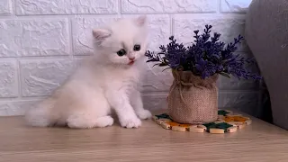 Kitten insisting to go down in the floor