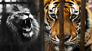 Big Cats URGENTLY Transported Away From POOR Conditions in Europe | Curious?: Natural World