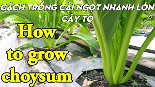 Cách trồng cải ngọt / how to grow choysum