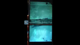 Huawei Honor P8 lite 2017 PRA LX1 FRP Remove with AquaDongle